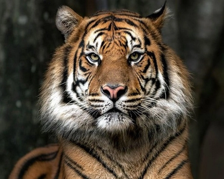 टंकी में नहीं आ रहा था पानी, कुएं में बाघ देख उड़े होश - Tiger stuck at well in Wayanad