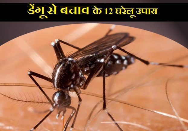 हड्डीतोड़ बुखार, डेंगू से बचाव के लिए अपनाएं ये 12 घरेलू उपाय