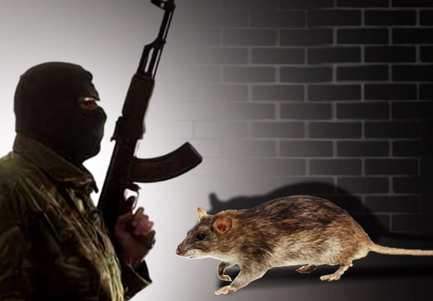 हाल-ए-कश्मीर : आतंकियों से तो बच गए पर चूहों ने कुतर लिया - Kashmir, terrorists and rats