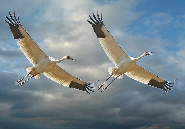 10 शानदार पक्षी, जो आकाश में भरते हैं सबसे ऊंची उड़ान | highest flying birds