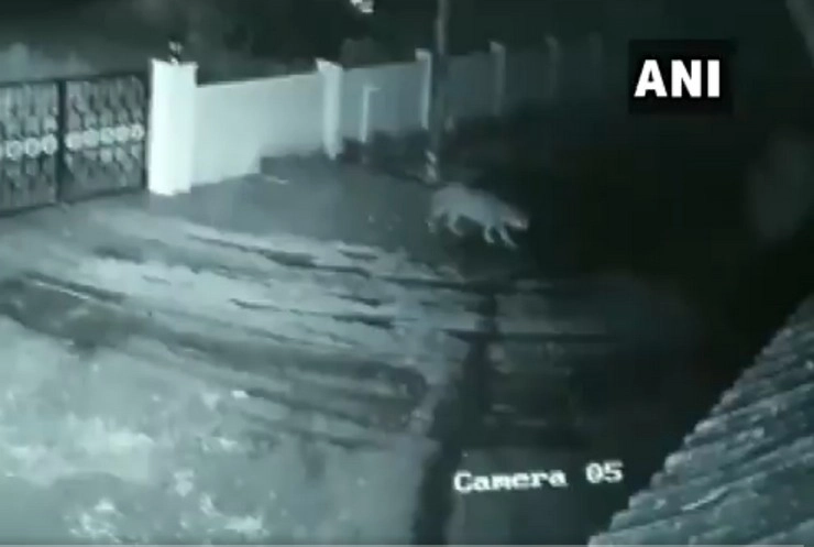 दीवार फांदकर घर में घुसे तेंदुए ने पालतू कुत्ते का शिकार किया (वीडियो)