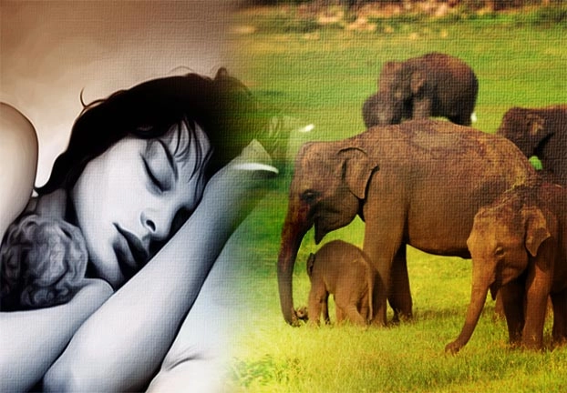 ऐश्वर्य का प्रतीक है ऐरावत हाथी, सपने में दिखाई दे तो हो सकती है धन की बारिश, जानिए 10 स्वप्न फल