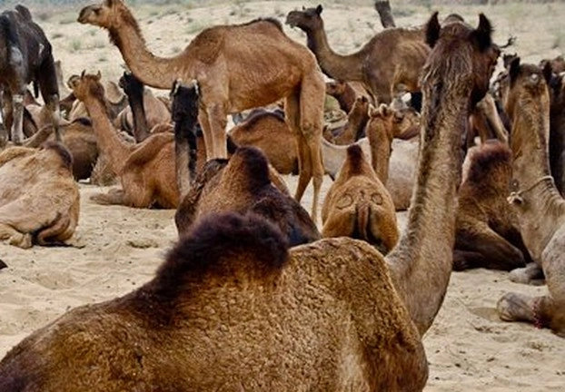 आग के बाद अब पानी की चिंता, ऑस्ट्रेलिया में मारे जाएंगे 10000 ऊंट - 10000 camels will be killed in Australia