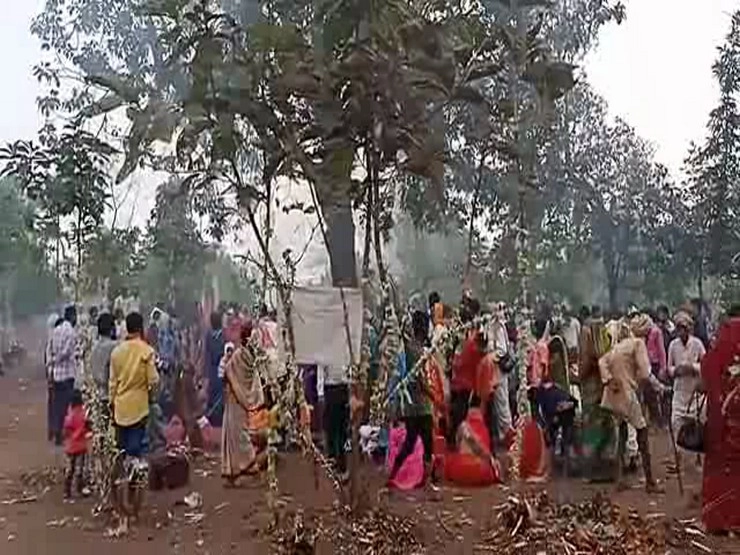 आस्था या अंधविश्वास, महुआ के पेड़ छूने से दूर हो रही हैं बीमारियां - Mahua Superstition Hoshangabad