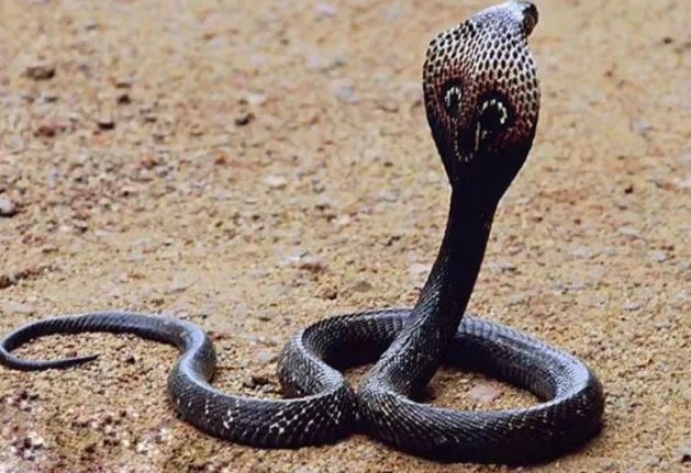 UP में घर में निकले 18 जहरीले सांप, लोगों में दहशत का माहौल - 18 poisonous snakes found in the house in Uttar Pradesh