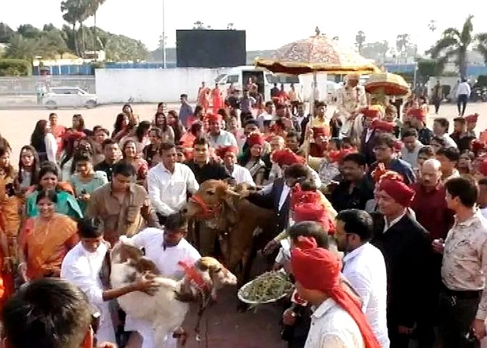 विवाह में CAA के नाम की मेहंदी, गाय को साक्षी मानकर की शादी - CAA in Marriage