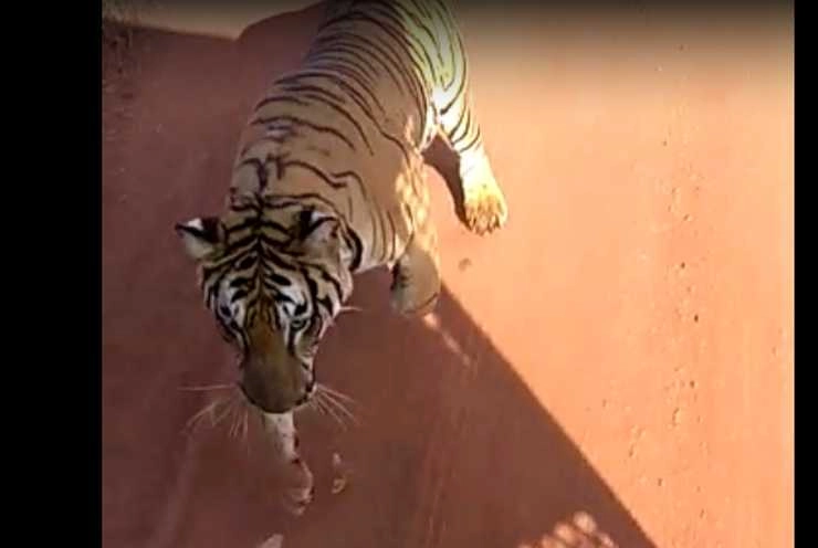 रायपुर में जंगल सफारी में 2 बाघों को पर्यटकों ने किया परेशान, वायरल वीडियो से मचा हड़कंप - tigers chase tourist bust in raipur jungle safari workers suspended after video went viral