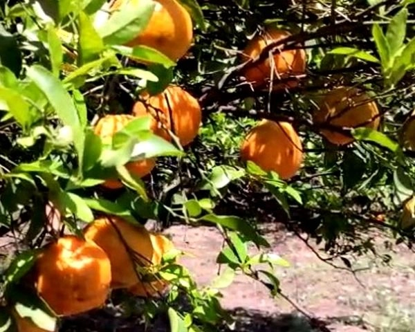 Ground Report : Lockdown ने बिगाड़ा संतरे का स्वाद, किसान बदहाल