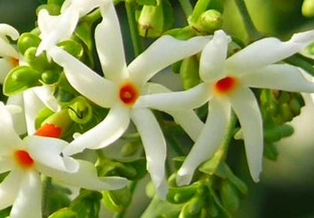 Benefits of Parijat Flower
