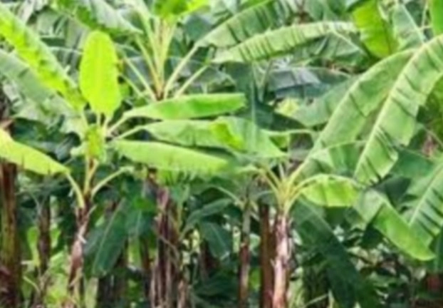 Lockdown से केले के पौधे का उत्पादन बाधित, दवा की आपूर्ति रुकी - Banana plant production disrupted by lockdown