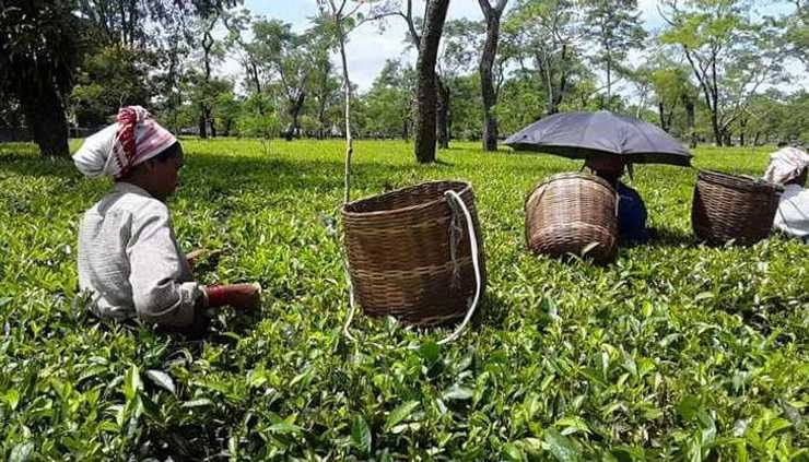 Corona effect : असम चाय उद्योग को 500 करोड़ का नुकसान - over rs 500 cr loss in assam tea industry during lockdown