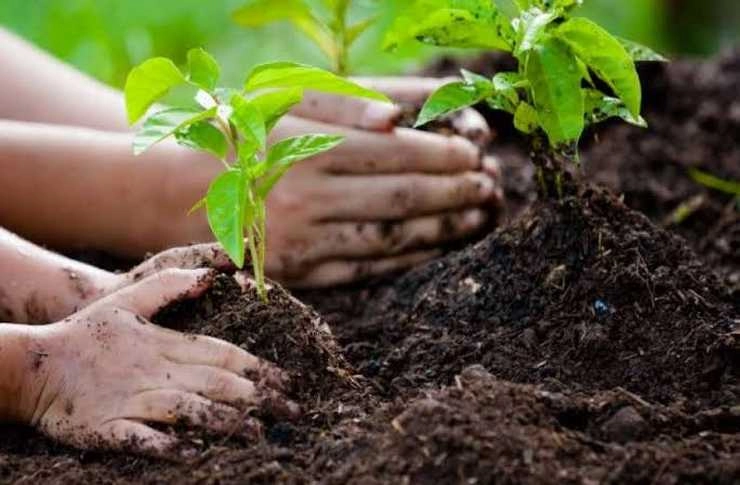 Yogi Adityanath | योगी सरकार जुलाई के प्रथम सप्ताह में मनाएगी वृक्ष महाकुंभ...