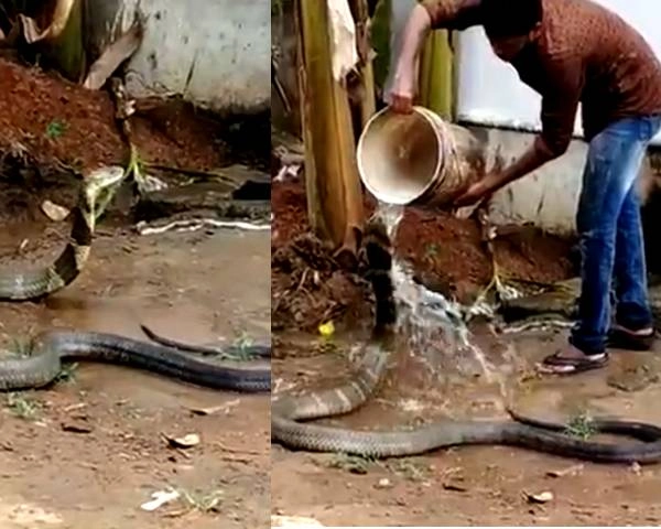 भीषण गर्मी में खतरनाक किंग कोबरा भी ले रहा है स्नान का मजा... - Video Shows Man 'Bathing' Huge King Cobra