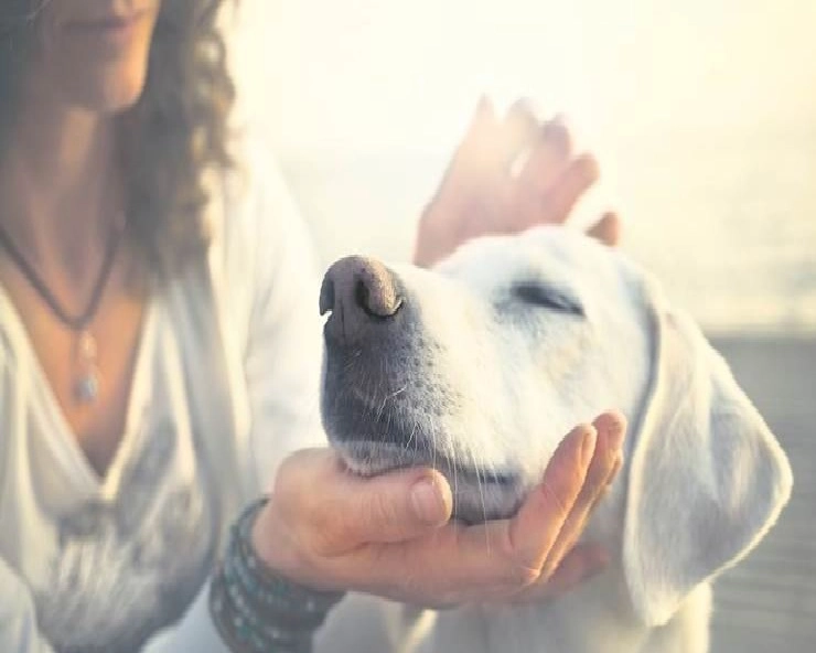 कुत्तों को भी हो सकती है डिमेंशिया बीमारी, लेकिन टहलाने से जोखिम हो सकता है कम - Dogs can also have dementia disease