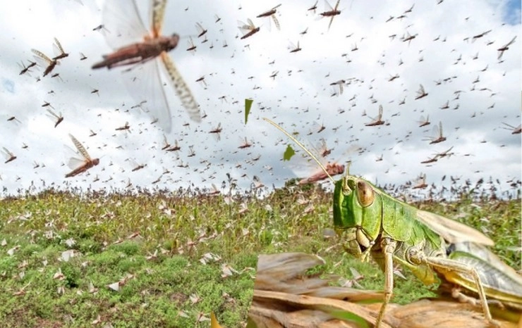 टिड्डी दल पहुंचा नागपुर, ड्रोन से छिड़के जा रहे कीटनाशक - Locust arrived in Nagpur, insecticides being sprayed by drones