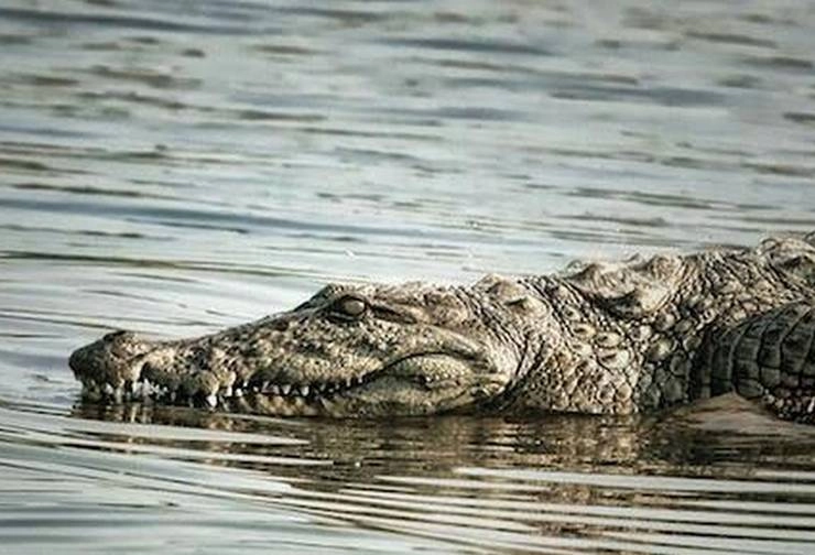 मगरमच्छ ने किया चंबल किनारे नहा रहे बालक पर हमला, घसीटकर पानी में ले गया - Crocodile attacked the child who was bathing on the banks of Chambal