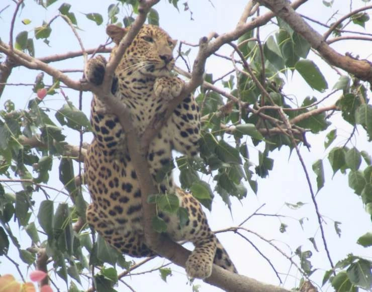 Leopard | यूपी के बहराइच में दादी की गोद से बच्ची को छीनकर भागा तेंदुआ, शव बरामद