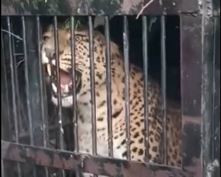 नैनीताल के पास आतंक मचाने वाली मादा तेंदुआ पिंजरे में कैद - female leopard held in cage near Nainital