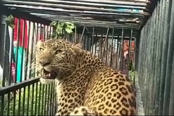 Leopard  | जौलीग्रांट हवाई अड्डे में घुसा तेंदुआ, सुरक्षित बाहर निकाला