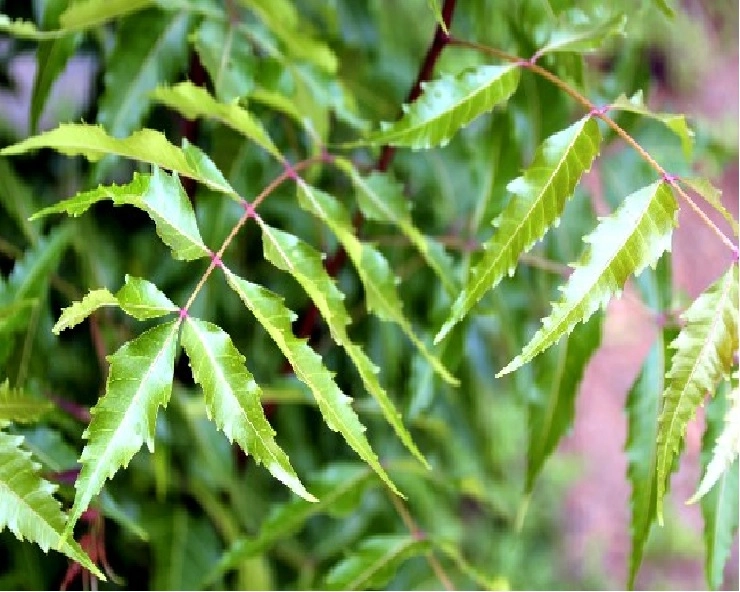 NEEM के 5 बड़े फायदे : नीम के पत्ते, छाल और फूल हर रोग को भगा देंगे दूर - 5 major benefits of medicinal plant neem