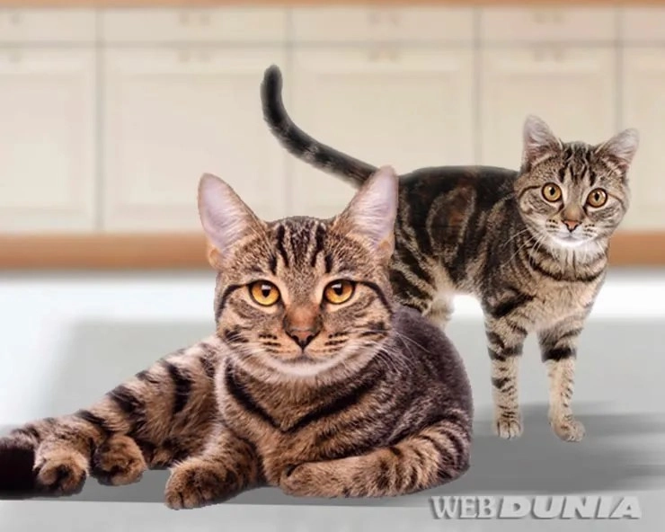 बिल्लियों में अनुमान से अधिक Corona संक्रमण के मामले, अध्ययन में हुआ खुलासा - Cases of Corona infection more than anticipated in cats