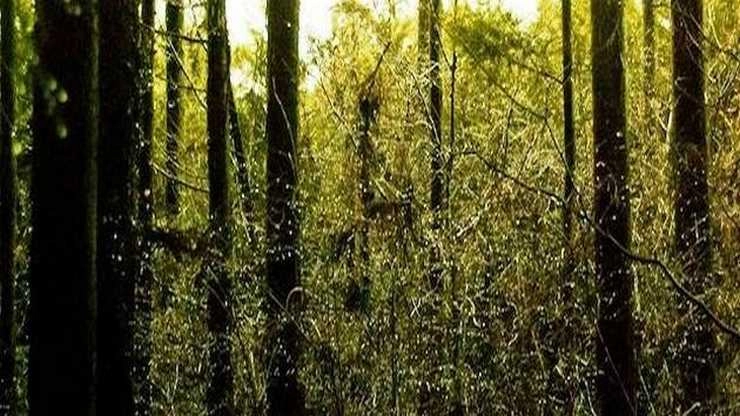 कोयले से मुंह मोड़ धन के लिए वन की ओर देख रहा है छत्तीसगढ़ - Chhattisgarh looking towards the forest