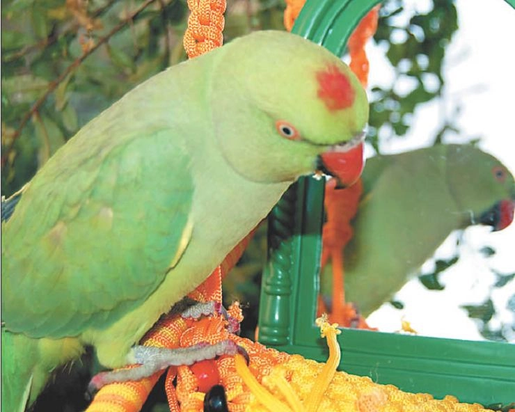लखनऊ का तोता इंदौरी हो गया : मजेदार है चुटकुला - indori joke