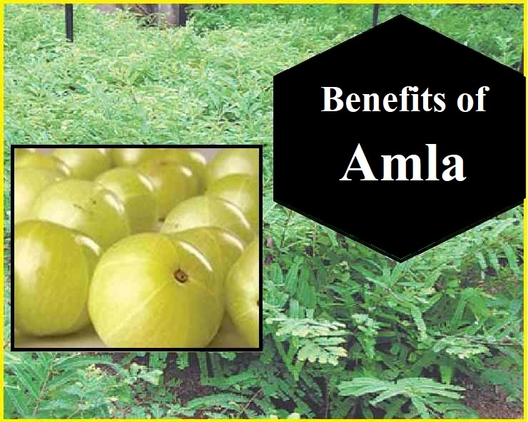 Benefits of Amla : सेहत और सौंदर्य के लिए अमृत और आंवला, जरूर जानिए ये बेहतरीन लाभ - Amla health and beauty benefits