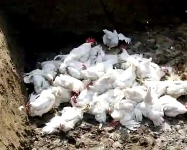बर्ड फ्लू : नवापूरमध्ये वारंवार लाखो कोंबड्या ठार का कराव्या लागतात?