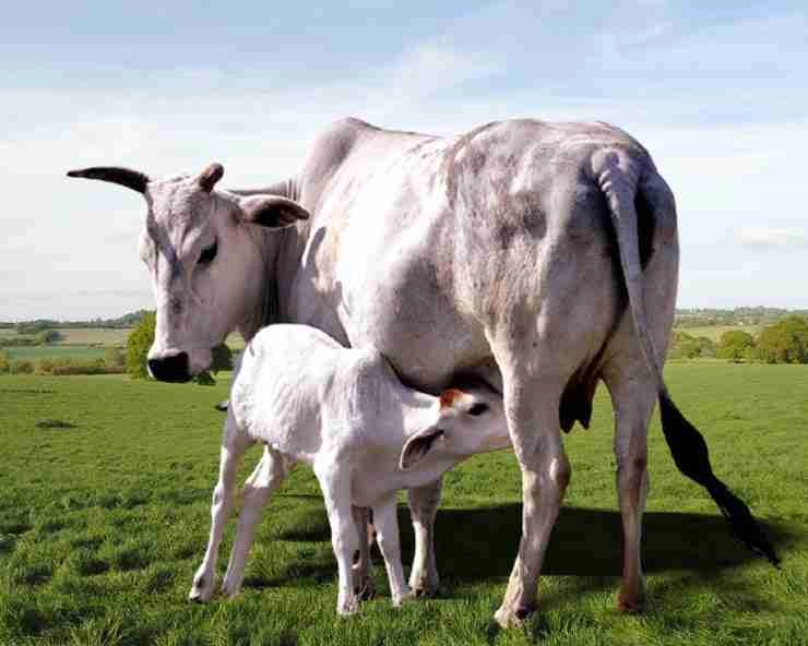 राष्ट्रीय पशु बने गाय : जानिए गाय के बारे में 25 अनजाने तथ्य