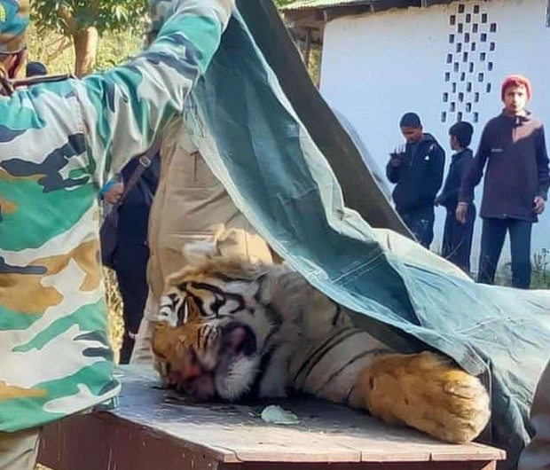 सड़क पार करते समय वाहन की टक्कर से बाघ की मौत