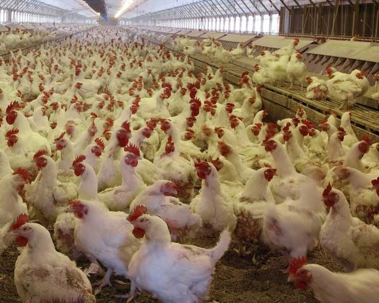 महाराष्ट्र के परभणी के पोल्ट्री फॉर्म में 900 मुर्गियों की मौत - 900 hen dies in Maharashtra