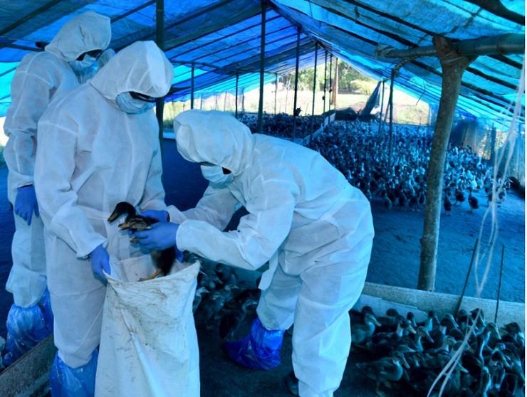 दुनिया पर एक और महामारी का खतरा, कोरोना से 100 गुना अधिक घातक है H5N1 - The world faces the threat of another pandemic