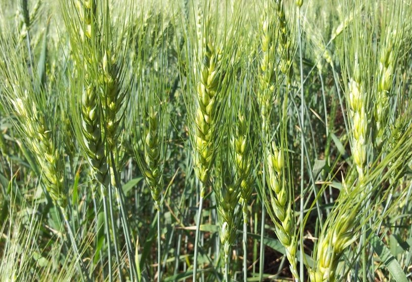 जलवायु परिवर्तन की मार घटा सकती है गेहूं और चावल की पैदावार - Climate Change Agriculture
