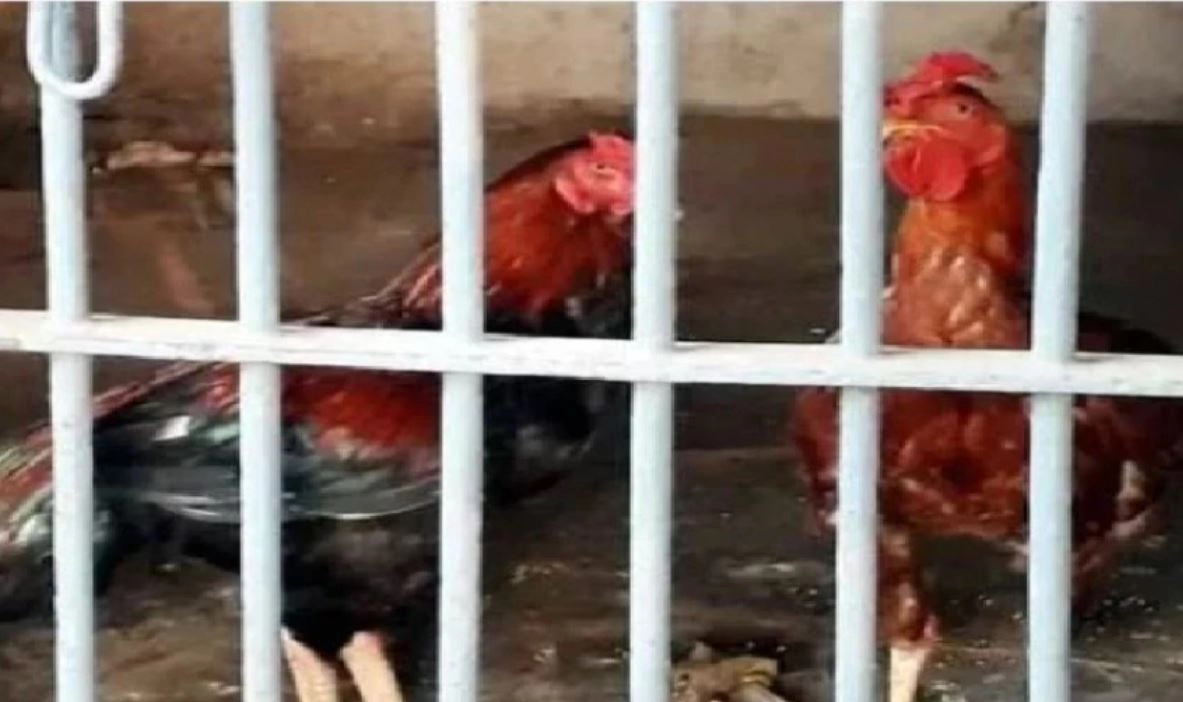 दो ‘बेगुनाह मुर्गे’ फंसे सट्टे के आरोप में, पुलि‍स ने भेजा सलाखों के पीछे, नहीं म‍िल रही जमानत !