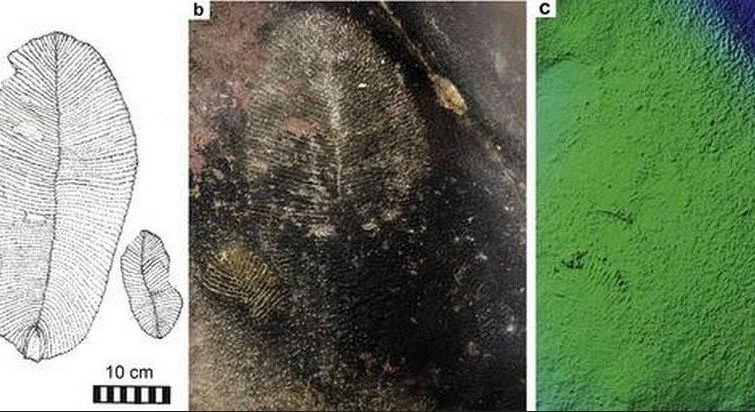 भीमबेटका में मिले करोड़ों साल पुराने डिकिंसोनिया जीवाश्म - Bhimbetka, Fossils