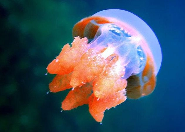 जेलीफिश की बढ़ती आबादी से संकट में सार्डिन मछलियां - MoES, Jellyfish