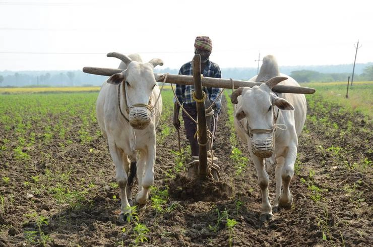 किसानों को मोदी सरकार का तोहफा, खरीफ की फसलों पर MSP बढ़ी - Cabinet approves hike in MSP for kharif crops for 2021-22 amid farm stir