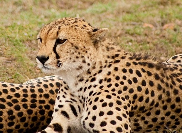 Project Cheetah: कुनोमध्ये आणखी एका चित्ताचा मृत्यू