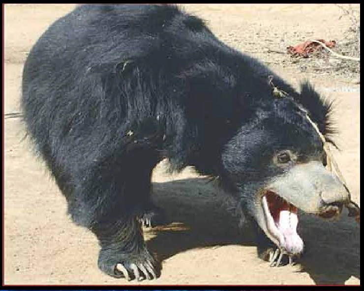 केरल में 10 घंटे से अधिक समय तक कुएं में फंसे रहे भालू की मौत - Death of a bear trapped in a well