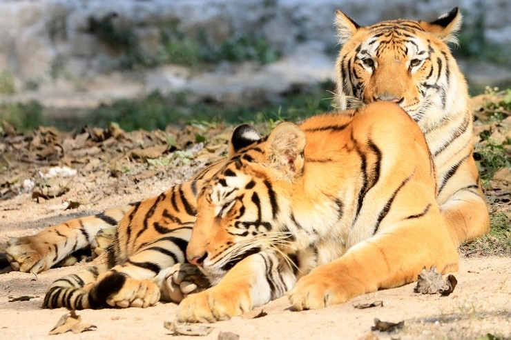 सड़क पर बाघों का जोड़ा, लोग हुए हैरान - chandrapur seeing 2 tigers walking on the road