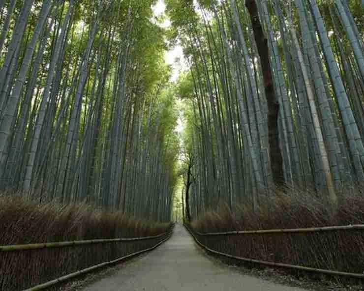 अद्भुत आवाज पैदा करता है जापान का सागानो बम्बू फॉरेस्ट - Sagano bamboo forest japan
