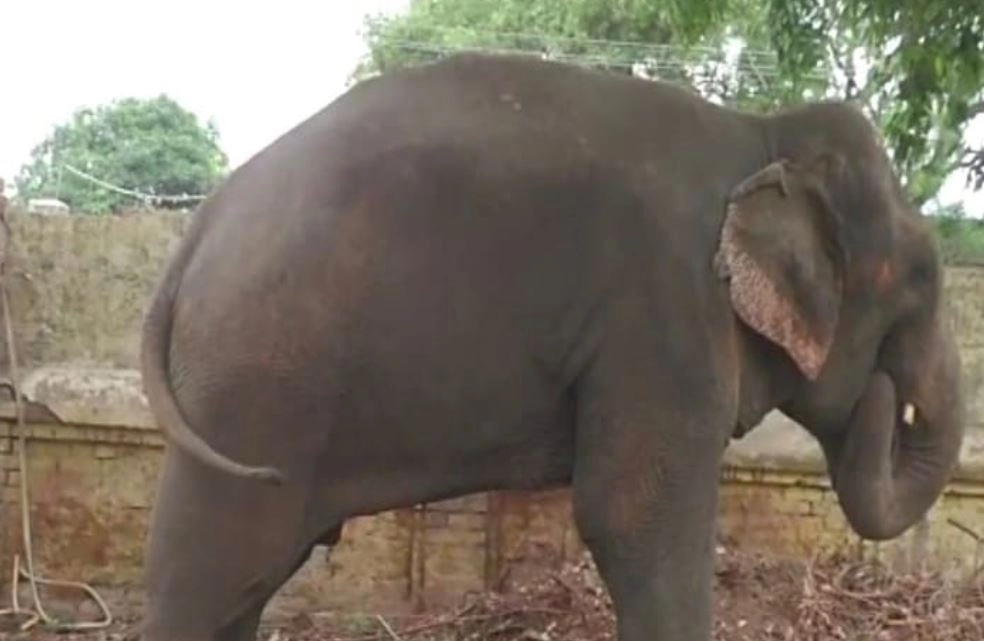 हत्या के आरोप में दो साल से कैद हाथी मिट्ठू हुआ रि‍हा, दुधवा नेशनल पार्क भेजा गया