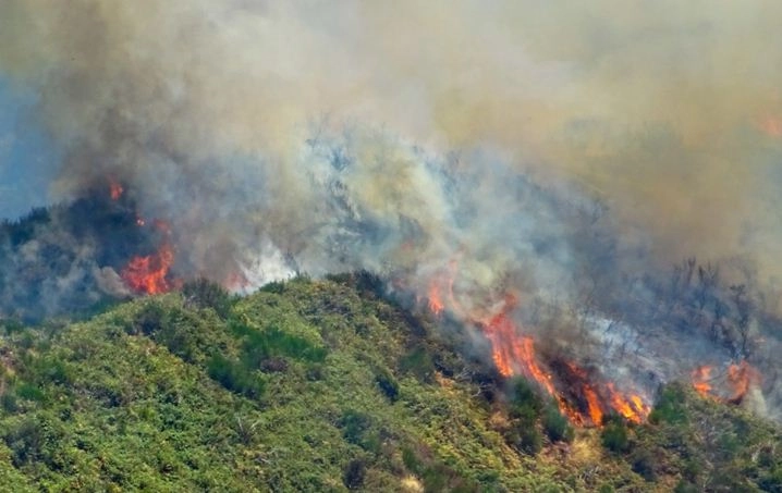 एथेंस के जंगल में लगी भीषण आग का कहर जारी, हजारों लोगों ने घर छोड़े | forest fire