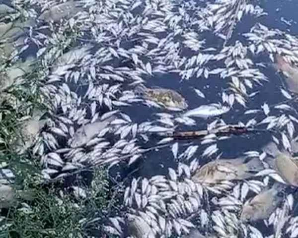 इटावा : यमुना में मछलियों की मौत, ‍नदी में सिल्ट बढ़ने से ऑक्सीजन की कमी