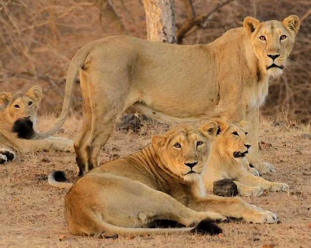 पीएम मोदी को याद आए गुजरात के 'शेर', ट्वीट कर कही बड़ी बात