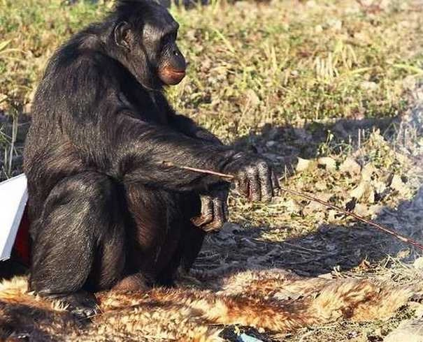 चिम्पैंजी से प्यार कर बैठी लड़की, माना जीवनसाथी, जू मैनेजमेंट बना 'विलेन' - girl in love with chimpanzee in belgium