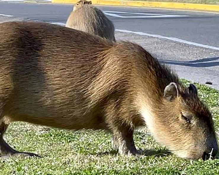अर्जेंटीना में सबसे बड़े चूहों का आतंक, जानिए इनका वजन और आकार - The biggest rats in Argentina created panic