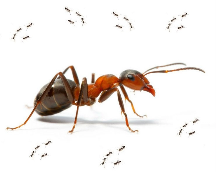 ओडिशा के गांव में अचानक लाखों की संख्या में जहरीली लाल चींटियों ने बोला धावा, घर छोड़कर भागे लोग, सेना ने संभाली कमान - millions of poisonous red ants entered in the village of odisha spread panic people ran away