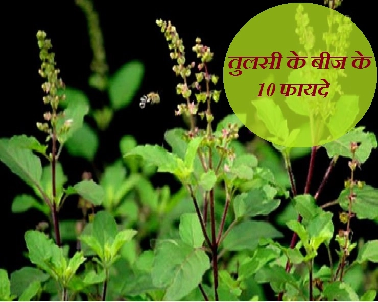 Benefits of Basil Seeds : तुलसी के बीज के 10 फायदे